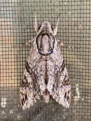 Agrius godarti