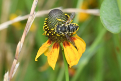 Megachile albitarsis