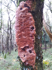 Corticium roseum