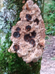 Corticium roseum