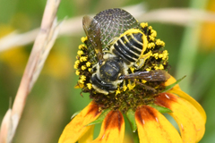 Megachile albitarsis
