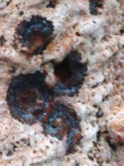 Corticium roseum