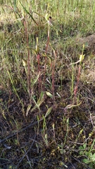 Caladenia verrucosa