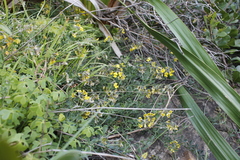 Lotononis umbellata