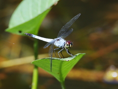 Brachydiplax denticauda