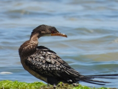 Microcarbo africanus