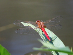 Rhodothemis lieftincki
