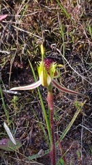 Caladenia verrucosa