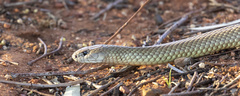 Pseudechis australis