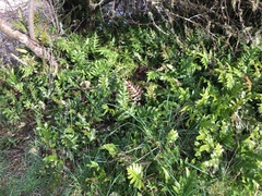 Microsorum pustulatum pustulatum