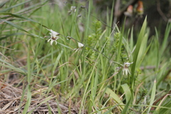 Melasphaerula graminea