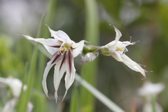 Melasphaerula graminea