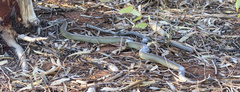 Pseudechis australis