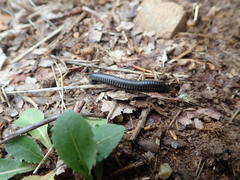 Ommatoiulus rutilans