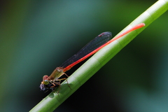 Ceriagrion aeruginosum