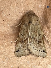 Agrochola lunosa