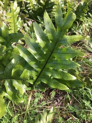 Microsorum pustulatum pustulatum