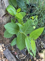 Glochidion zeylanicum