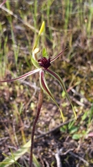 Caladenia verrucosa