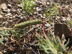 Hyles euphorbiae