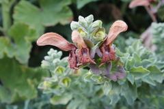 Salvia aurea