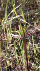 Caladenia verrucosa