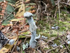 Hypomyces cervinigenus