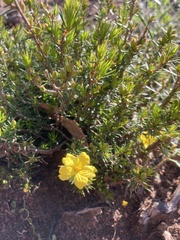 Hibbertia exutiacies