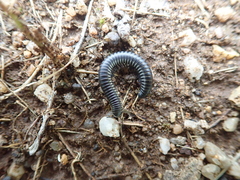 Ommatoiulus rutilans