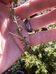 Hibbertia exutiacies