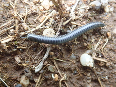 Ommatoiulus rutilans