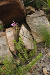 Disperis capensis capensis
