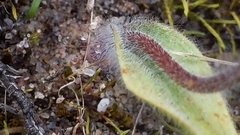 Caladenia verrucosa