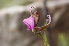 Disperis capensis capensis