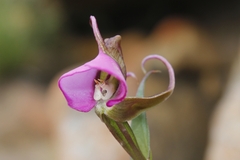Disperis capensis capensis