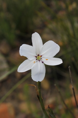 Aristea spiralis