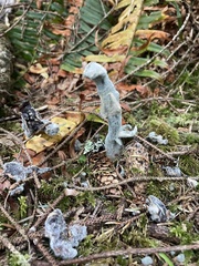 Hypomyces cervinigenus