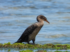 Microcarbo africanus