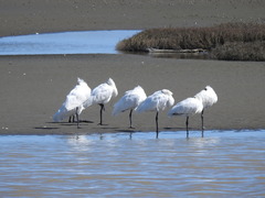 Platalea regia