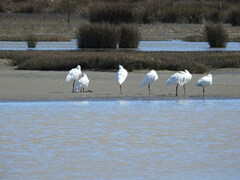 Platalea regia