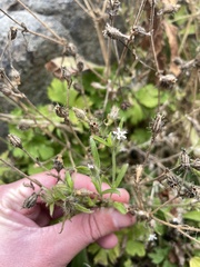 Silene gallica