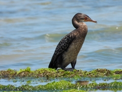 Microcarbo africanus