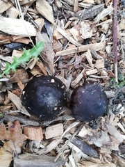 Daldinia concentrica