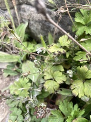 Silene gallica