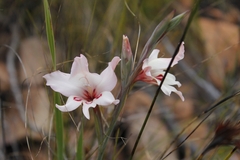 Gladiolus carneus