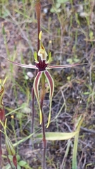 Caladenia verrucosa