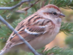 Spizelloides arborea