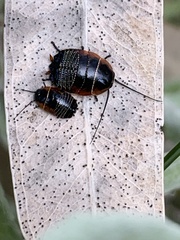 Ellipsidion