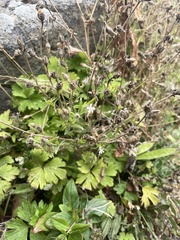 Silene gallica