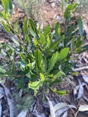 Dodonaea viscosa spatulata